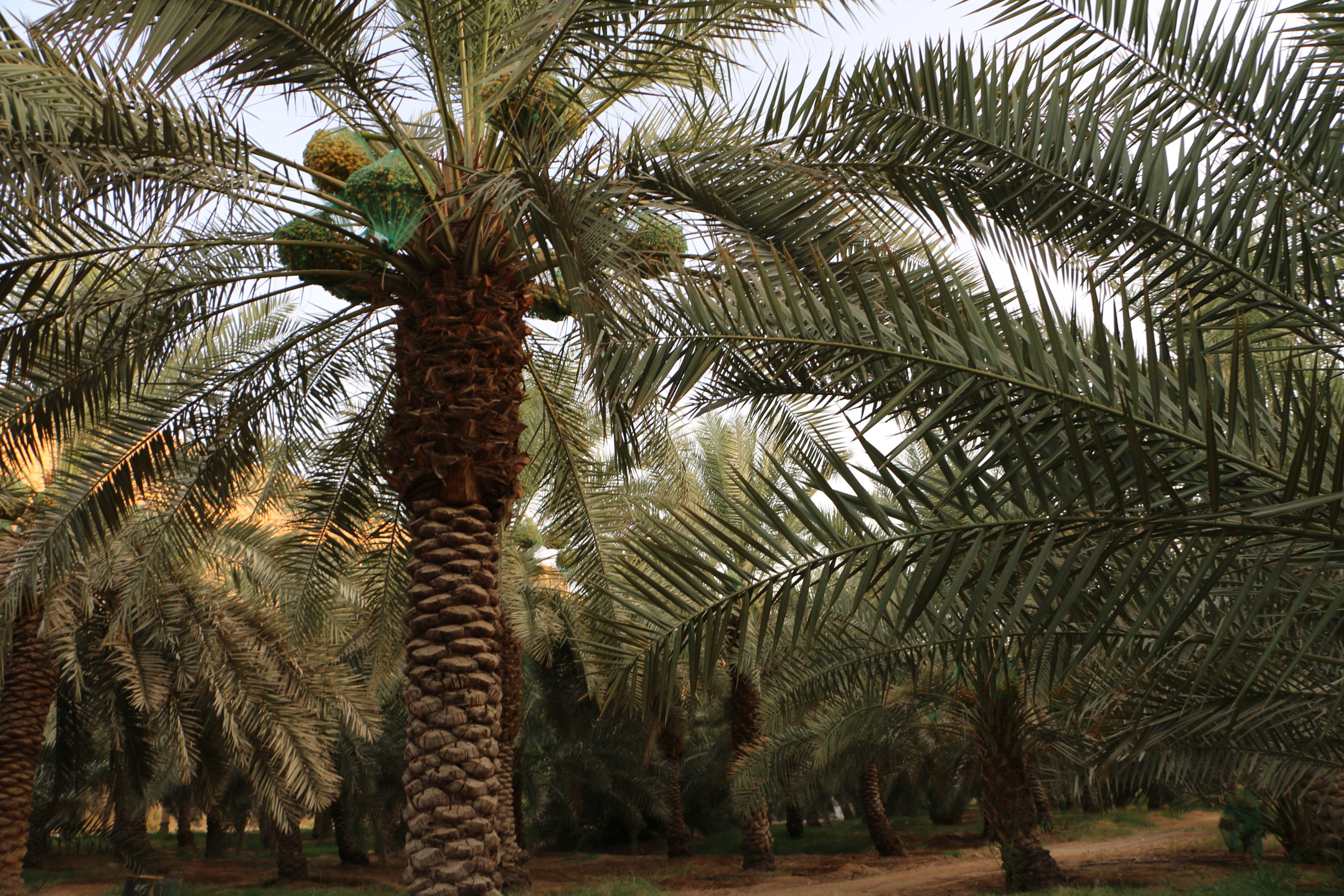 صورة من المزرعة 1