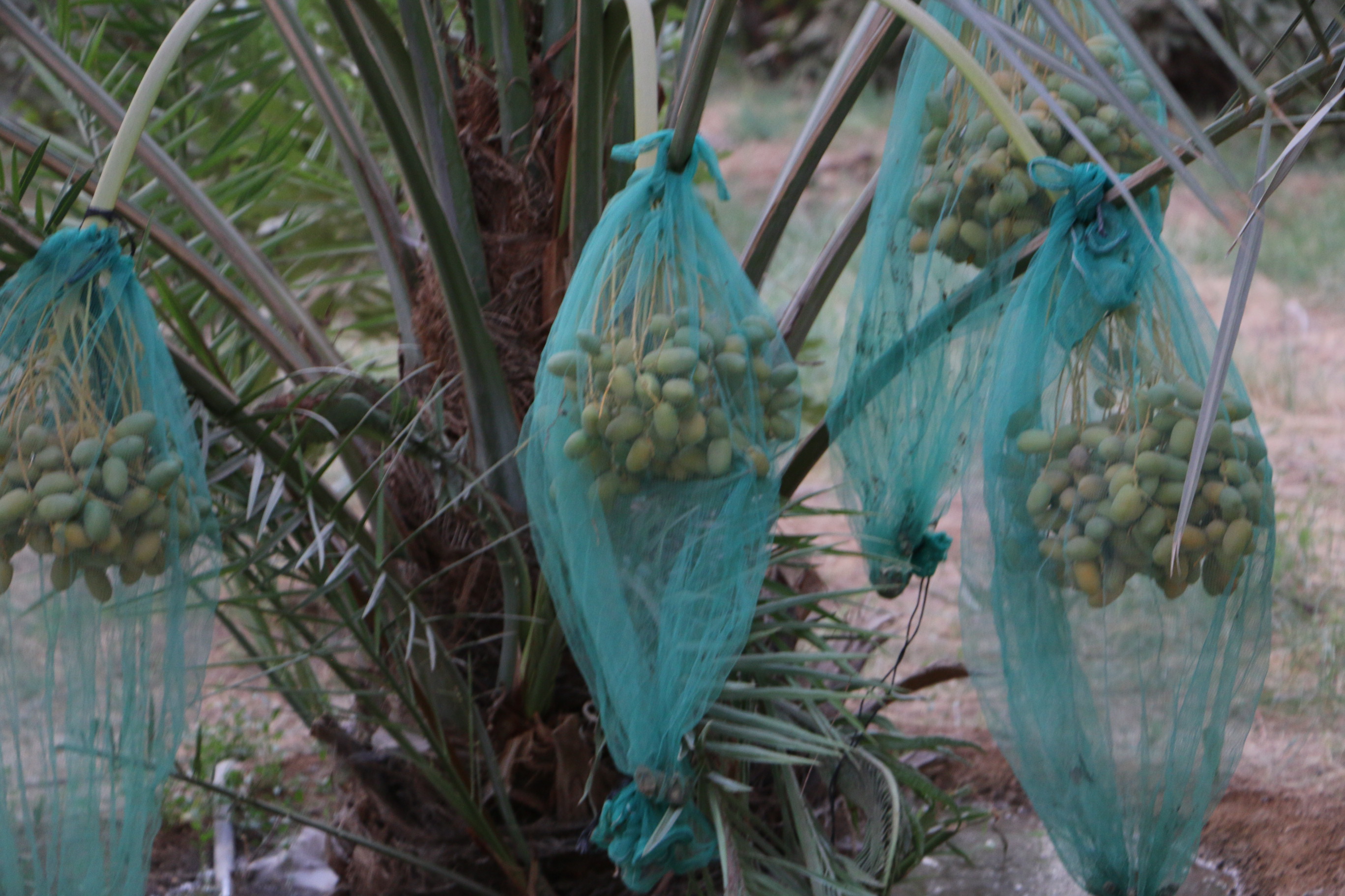 صورة من المزرعة 2