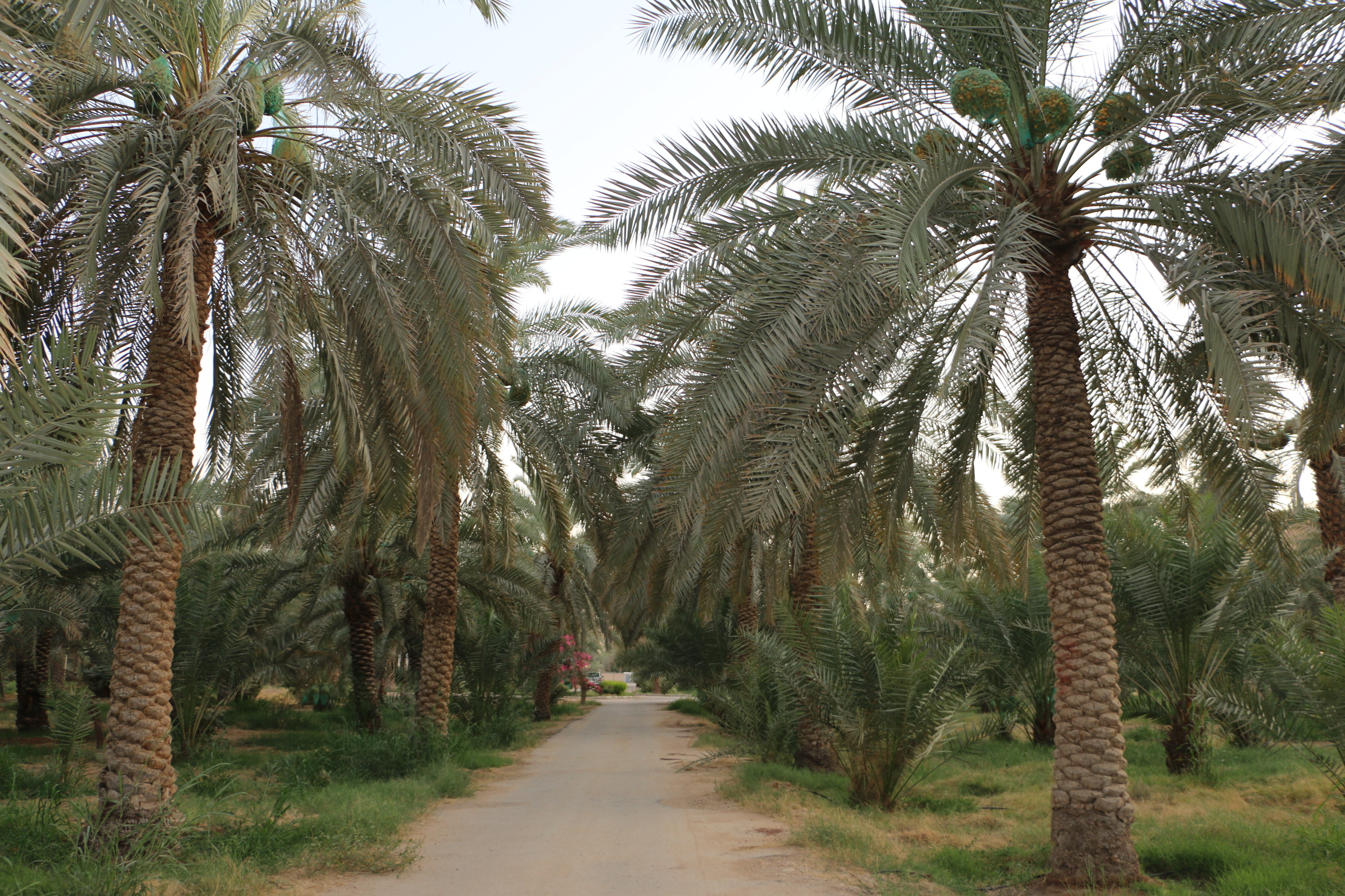 صورة من المزرعة 4