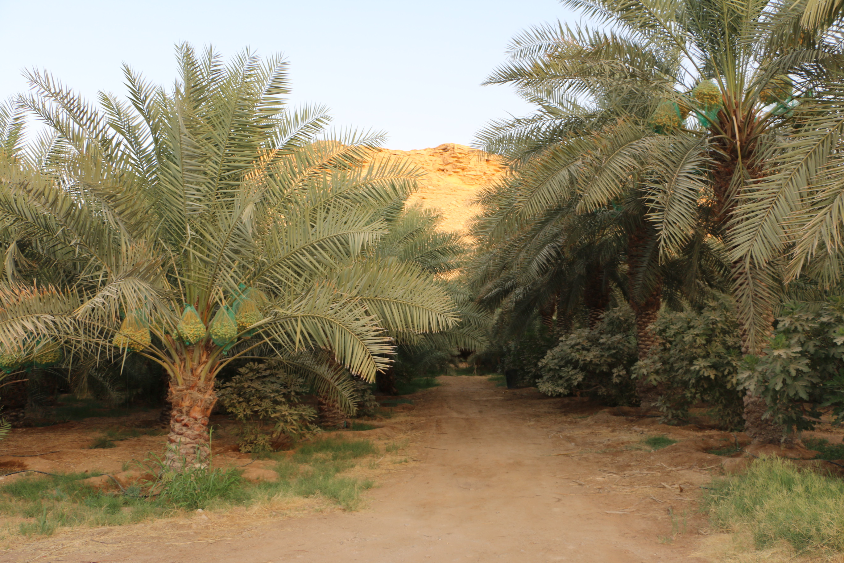 صورة من المزرعة 5