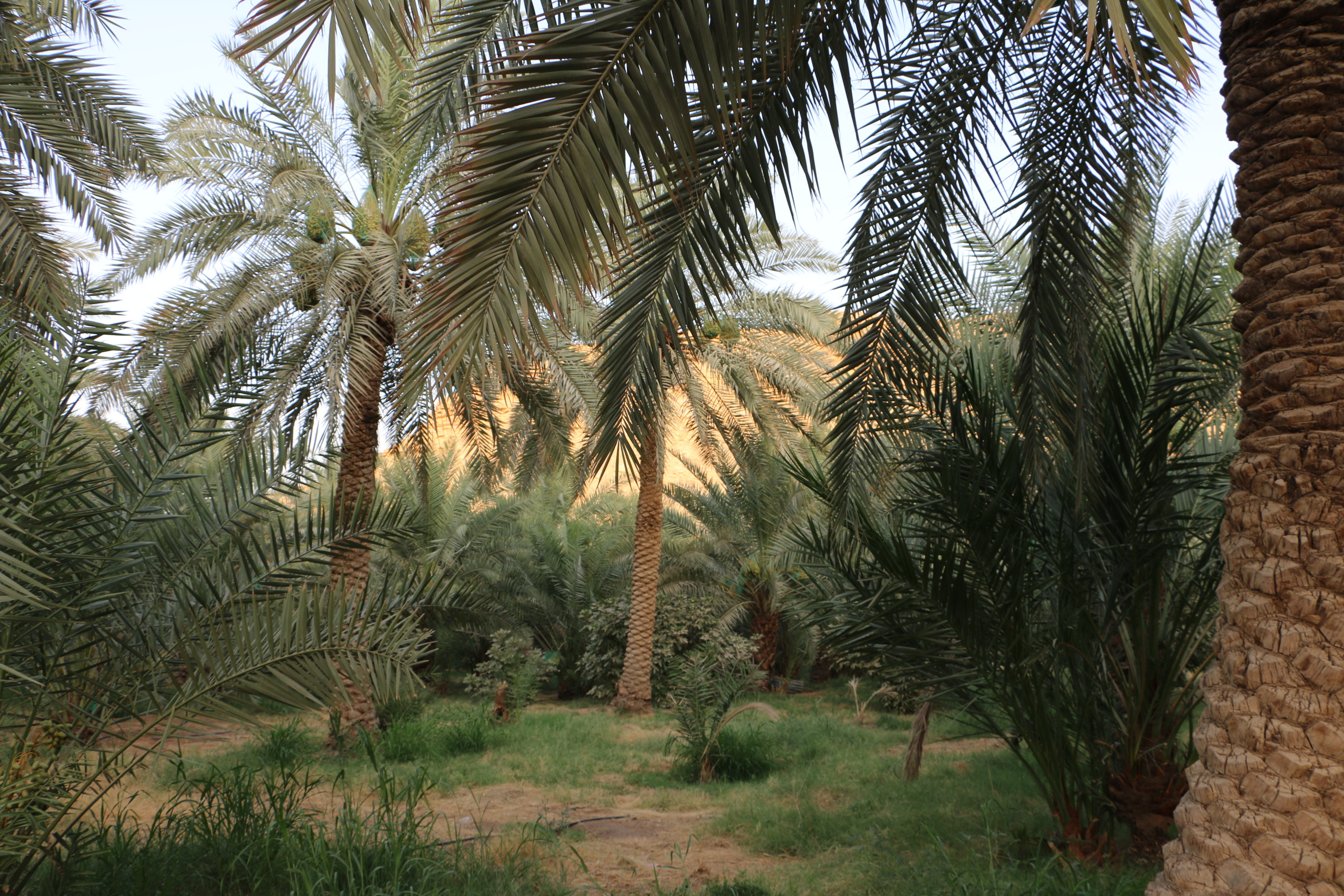 صورة من المزرعة 6